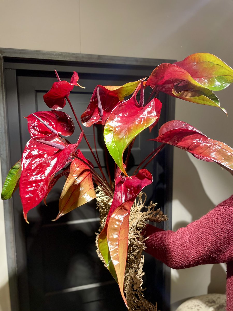 Wij hebben prachtige bloemstukken voor u klaar staan! 😍

Telefoon: 0487-591597 of 06-53124523 
Whatsapp: 06-53124523 
Mail: info@deagave.nl

Onze bezorgers staan voor u klaar!

#deagave #kerst #kaarsen #collectie #kerstboom #kerstaccessoires #kertballen #kerststukken