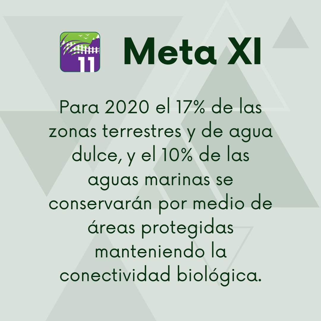 SagaceCS's tweet photo. Para hoy les traemos la meta 11 de las #metasaichi. En esta meta el 17% del territorio terrestre y de aguas continentales, y el 10% de aguas marinas deberían ser areas protegidas.
#UnaDécadaDespués #Sagacecs #Emelemé #elestuario @el_estuario 
https://t.co/jxYmCElMpy https://t.co/A5Gdo6riqN