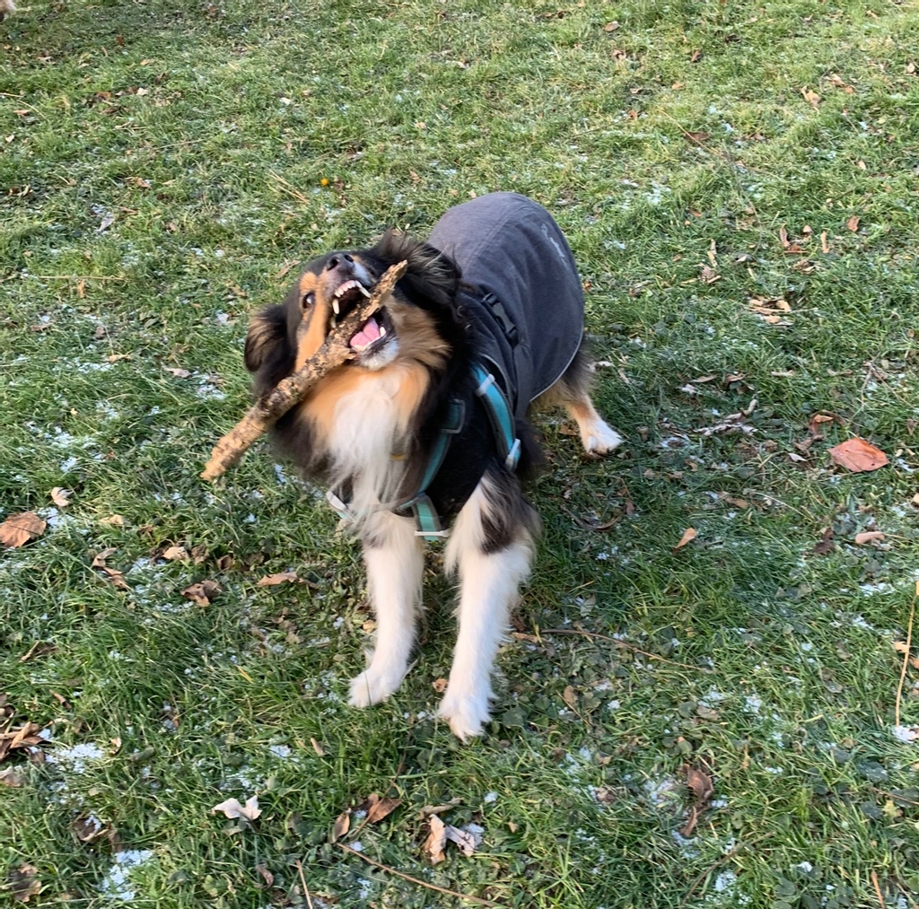 Beware! Look at those #chompers on Arrow! Sometimes you just have to take control and show the stick who’s #TheBoss! 😬🙌
#ThePack #dogwalk #WordsToLiveBy #cutie #nomnom #AussieSheppard #DogsRule #DogsWorld #Playtime #OffLeash