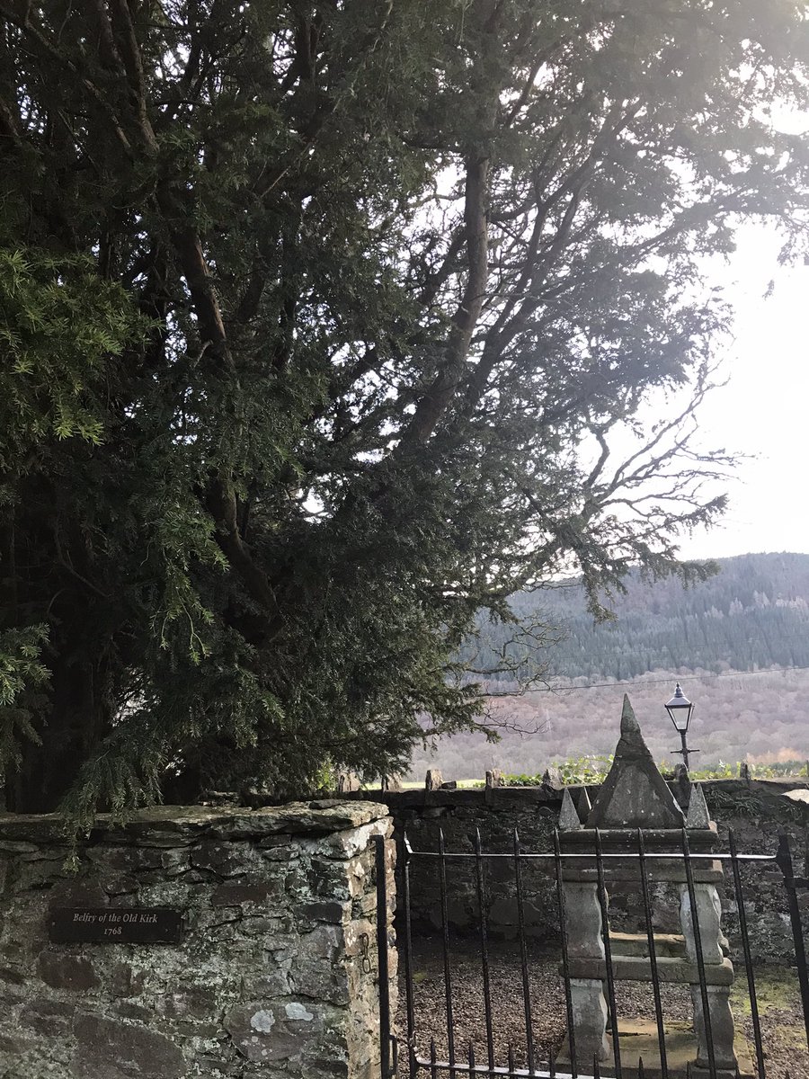Lyndacakebaker's tweet photo. Short walk today - gorgeous winter’s afternoon - close up of Yew Tree 🌳 #Treeclub @ResponsePS #fortingall #aberfeldy #onmydoorstep #lockdowniscoming https://t.co/JefeGe9P8m