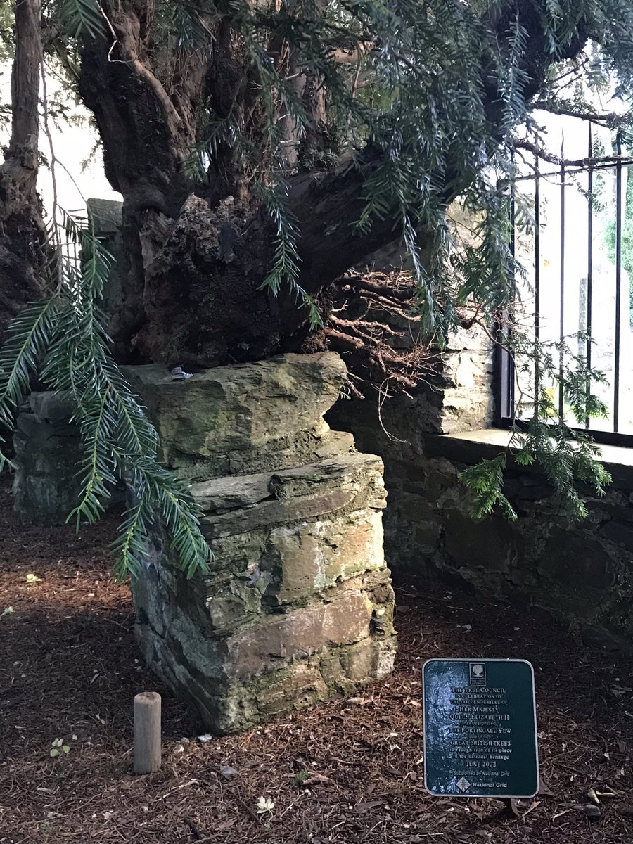 Lyndacakebaker's tweet photo. Short walk today - gorgeous winter’s afternoon - close up of Yew Tree 🌳 #Treeclub @ResponsePS #fortingall #aberfeldy #onmydoorstep #lockdowniscoming https://t.co/JefeGe9P8m