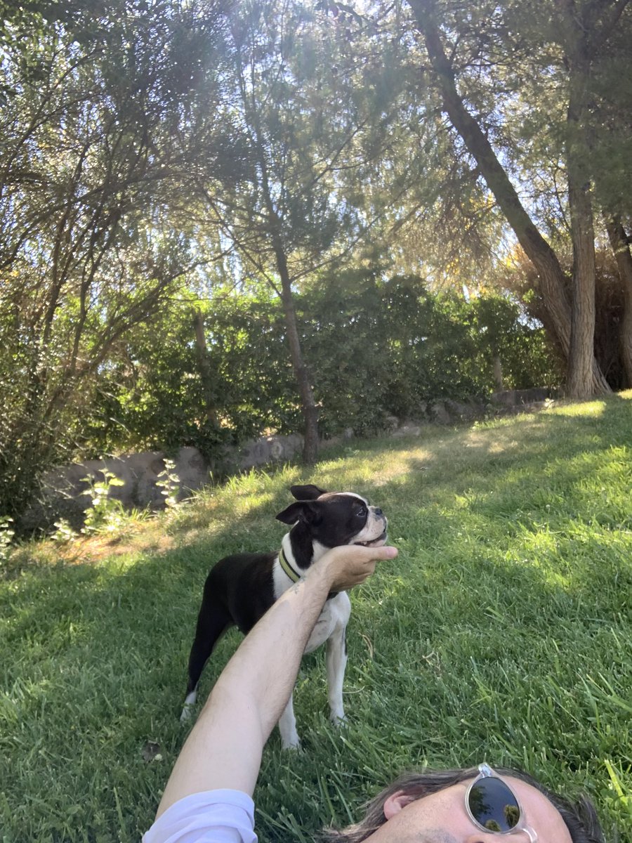 panchovirasoro's tweet photo. En un alto del #Roadtrip 🚗 🐶 #bostonterriers @Boston_Society   🇦🇷 https://t.co/5T8LV51u1p