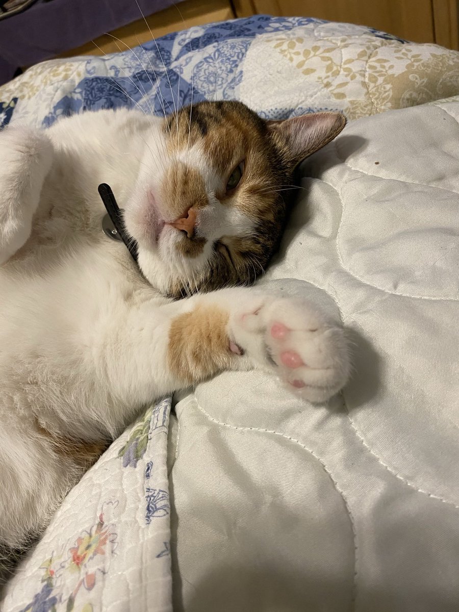 PatchesAka's tweet photo. Me and momma going to take a nap! https://t.co/6NI8WZFi8r