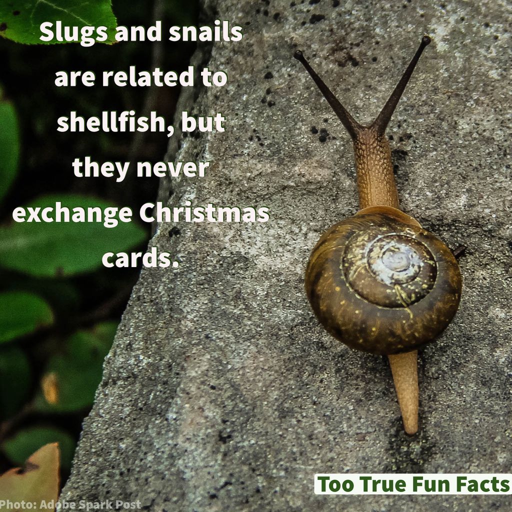 Christmas Animal Fun Fact
#Slug #Snail #Animal #AnimalMemes #Christmas #Christmas2020 #Comedy #Funny #FunniestTweets #Meme #Memes #MemesDaily #Lol #Lols #Lolz #Humor #Humour #Parody #ParodyAccount #Satire #Fact #Facts #FunFact #FunFacts #Trivia