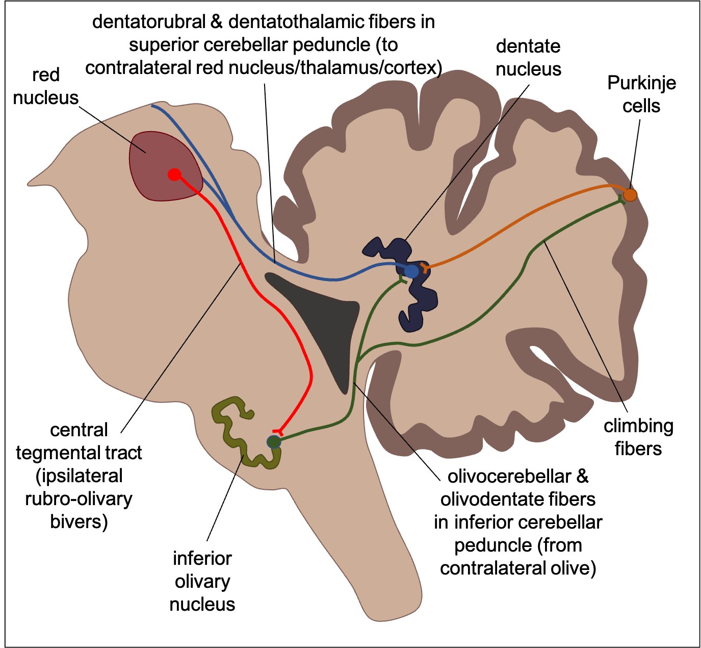 健康・医学 Cerebellar Dentate Nucleus Cerebellar Dentate Nucleus