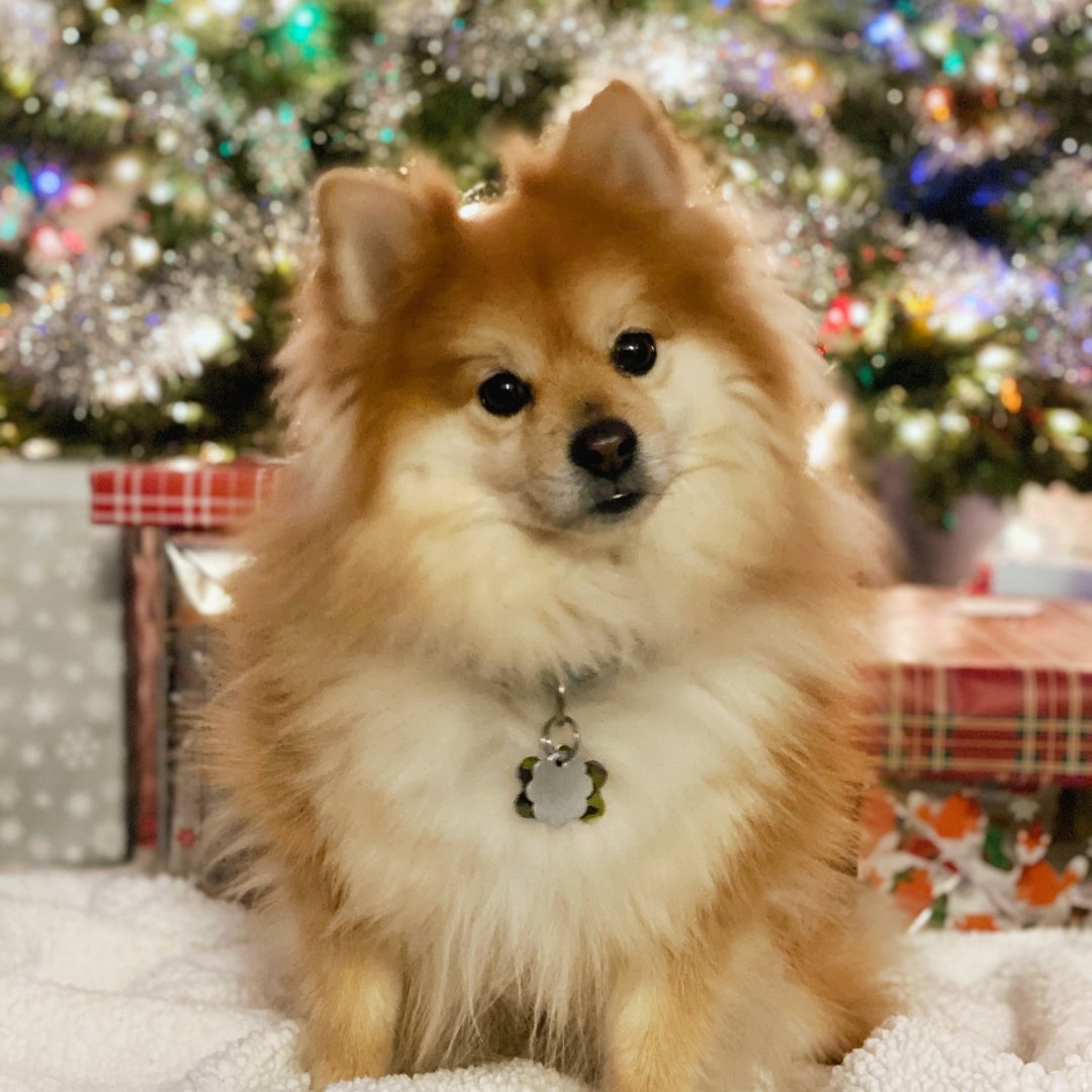 Ciapek wants to wish everyone a happy howlidays! 🎄🐾

How are you celebrating the season with your pets? Let us know in the comments. Ciapek got all pretty for the annual family holiday photoshoot. prudentpet.com/blog/holiday-a…