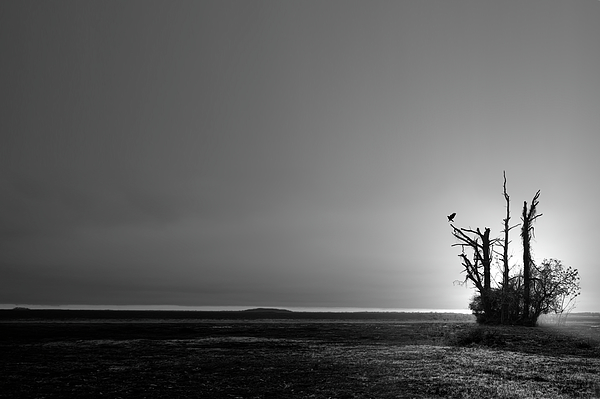 New artwork for sale! - "IMG_1461 Desolation Lake Coromant, MS" - fineartamerica.com/featured/img14… @fineartamerica