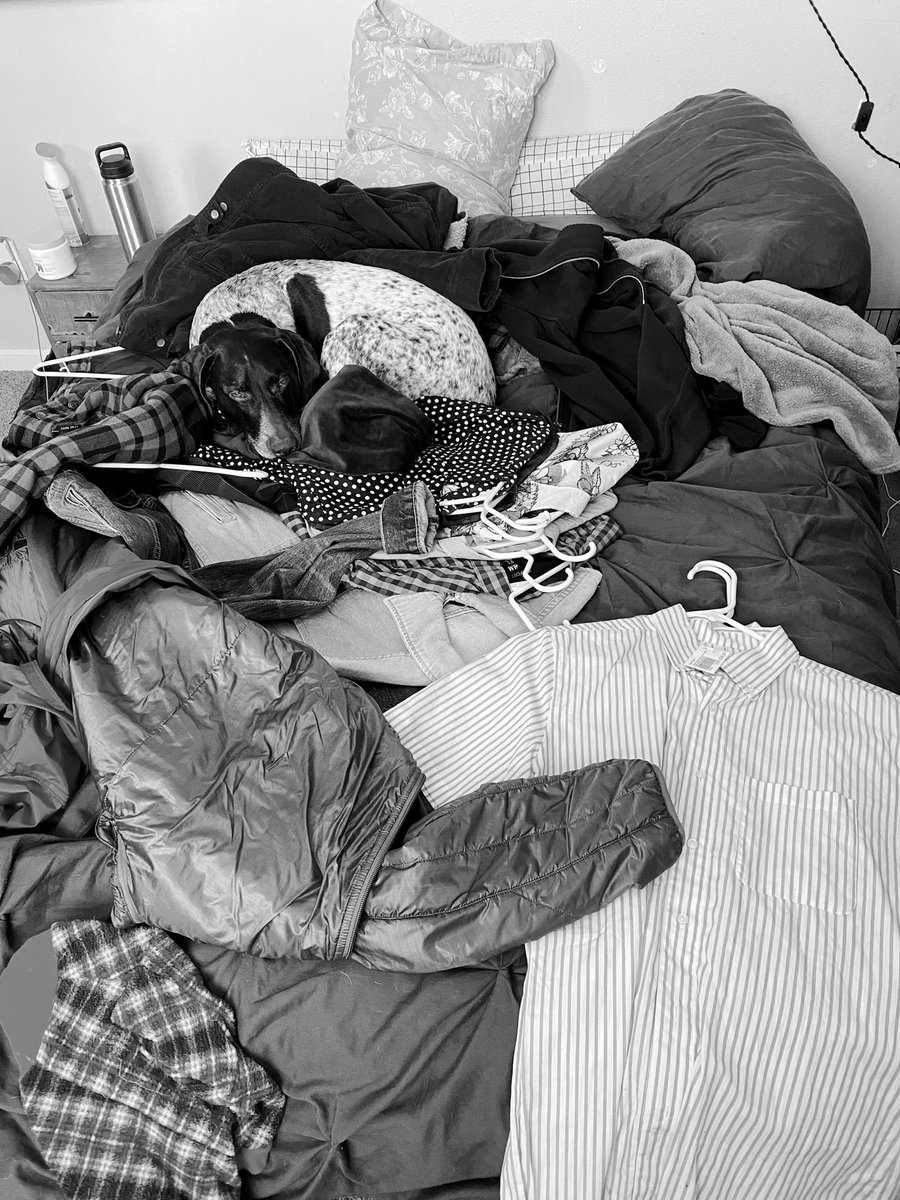 lilfrankiefarts's tweet photo. My dog is so smol I bet u can nohs finds himz. 

RT if you finds him 
Like if you think he is very smols https://t.co/nYjYVrTKQu