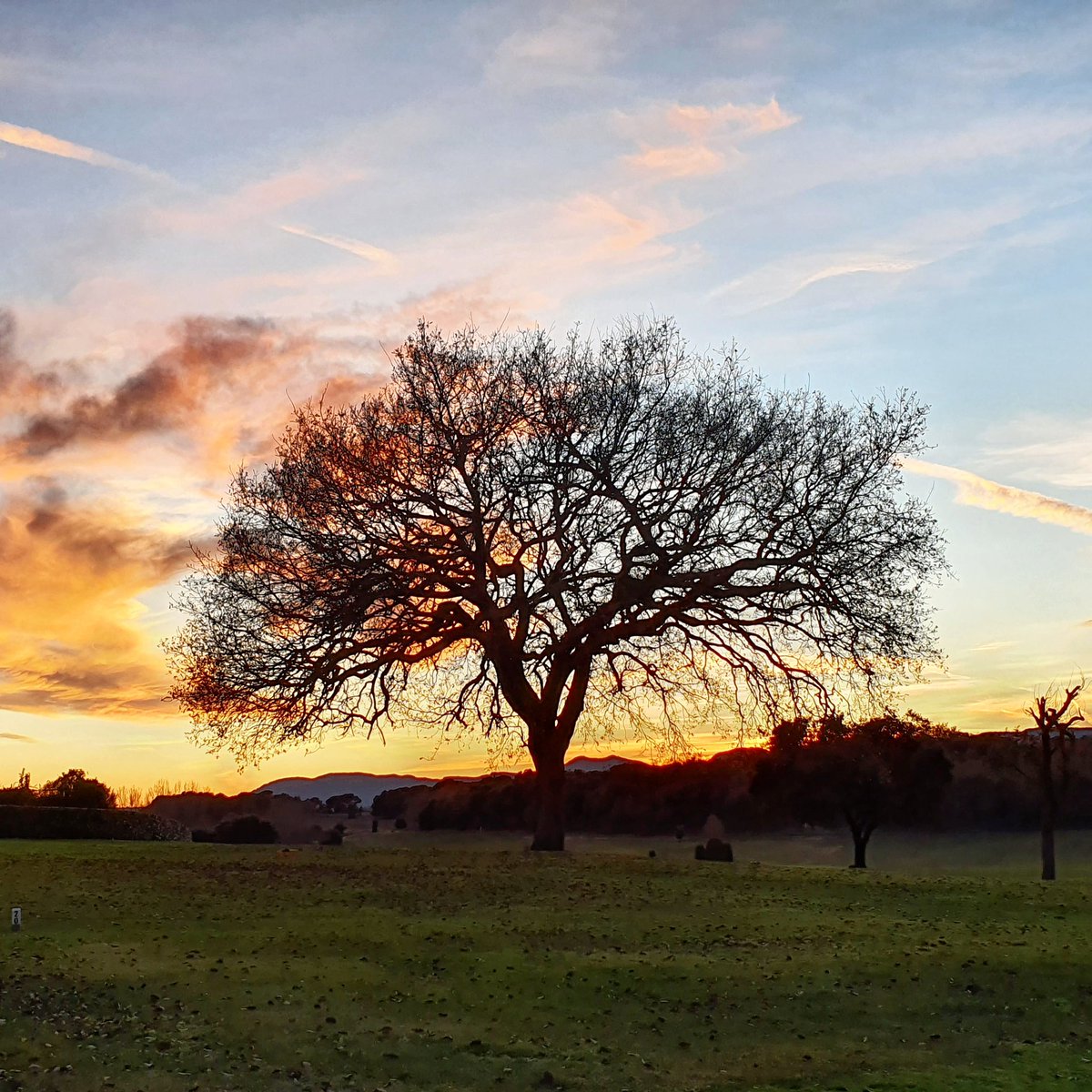 albert_bosch's tweet photo. LA SUERTE DEL ÁRBOL

¿Te imaginas un árbol gastando su energía quejándose de dónde está plantado?

Tenemos mucha suerte de haber nacido en esta época y este lugar, y debemos usar la inteligencia para no desaprovechar nuestras posibilidades

Y tu, ¿Quieres quejarte o florecer? https://t.co/R0GmdsMpZx