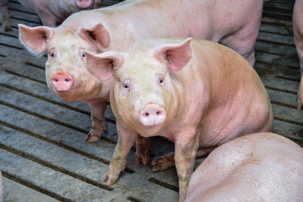 DGrant_FW's tweet photo. U.S. inventory all #HogsAndPigs 77.5 mil/head, down 1% from last year. Breeding inventory and market hog # also down, 3% and 1%, respectively. #Illinois inventory totals 5.45 mil/head, unchanged from last year. Also keep eye on #pork in cold storage, down 28% in November https://t.co/1L93Vfbhtk