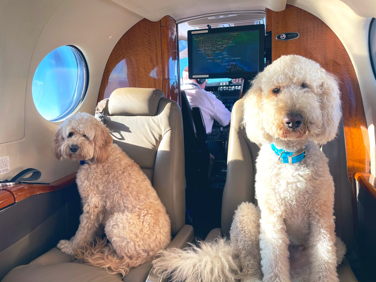 JaimeVanK's tweet photo. Thanks @WheelsUp for getting us back home for the Holidays! #Privateplanepups #holidaytravel #flyfun #wheelsup #TheYachtDoods #followusoninstagram https://t.co/yTANcl82Rz