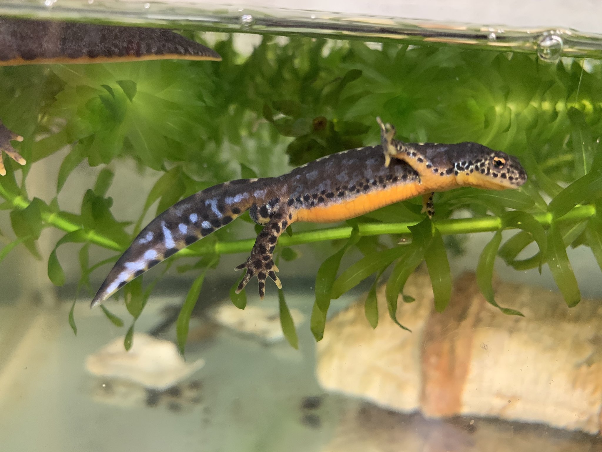 くろけんファーム アルプスイモリ ルーマニア T Co enxwdknw Twitter