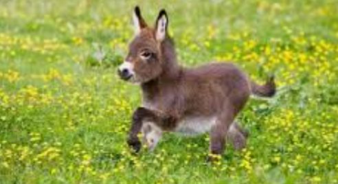 Cool photos of donkeys, a thread: