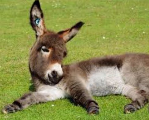 Cool photos of donkeys, a thread: