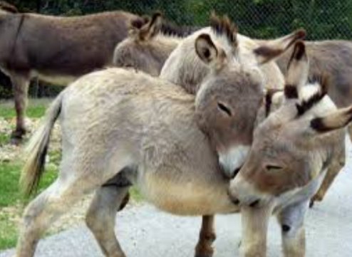 Cool photos of donkeys, a thread: