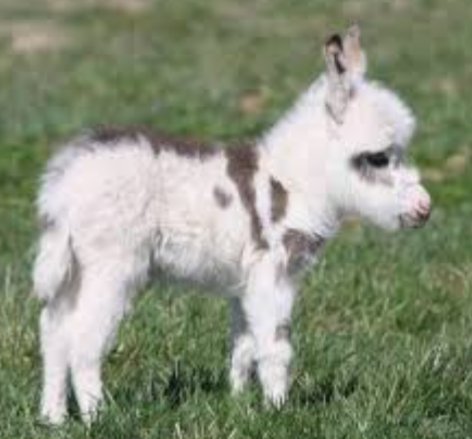 Cool photos of donkeys, a thread: