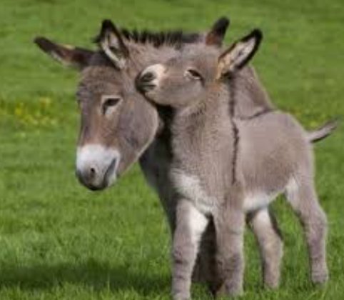 Cool photos of donkeys, a thread: