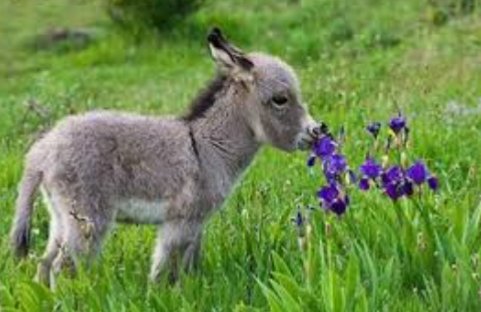 Cool photos of donkeys, a thread: