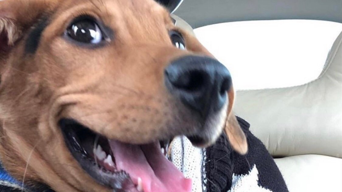 PilotsNPaws's tweet photo. Now that's one happy puppy on a Pilots N Paws Freedom Flight https://t.co/h8vLEf0uMl