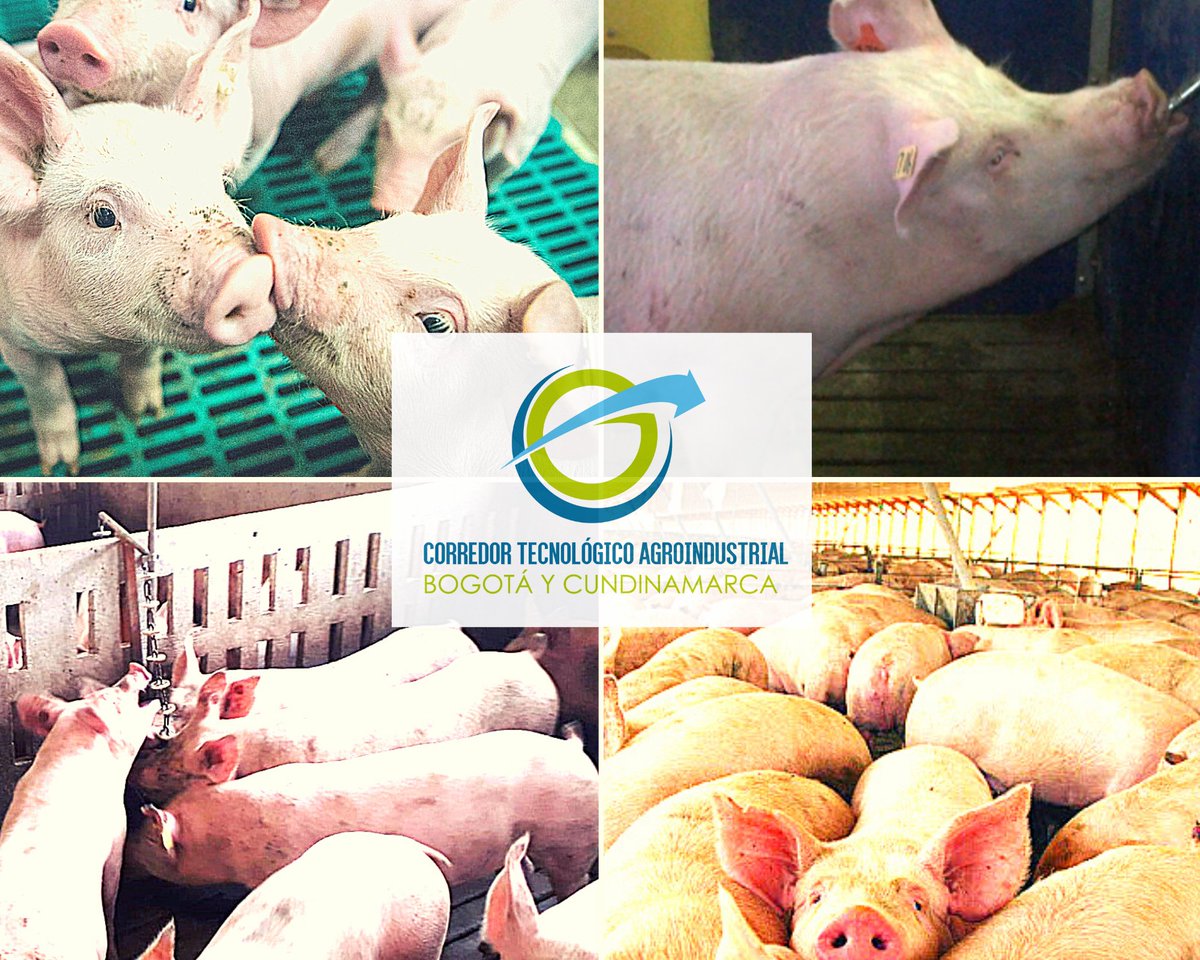 ctaderivado2's tweet photo. 🐽🐷Asociar las buenas prácticas pecuarias y de bienestar animal con factores de calidad de carne de cerdo producida en el departamento de Cundinamarca y zona rural de Bogotá D.C., es el objetivo de uno de los subproyectos dirigidos desde el #CTA-2 por investigadores de la UNAL. https://t.co/NSsC5rdQtM