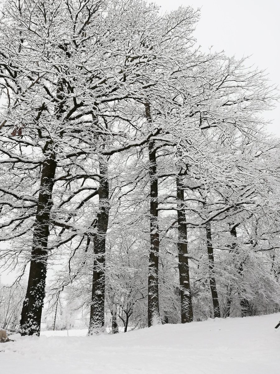 GermainAlbespy's tweet photo. #MonAventPhoto #jour3 le chemin de ma #chèvrerie en #hiver.
Bon, j'avoue elle est de fin 2019 cette photo, mais la #neige me manque...
#aveyron #agriculture #élevage https://t.co/5WRVOAzZ6Q