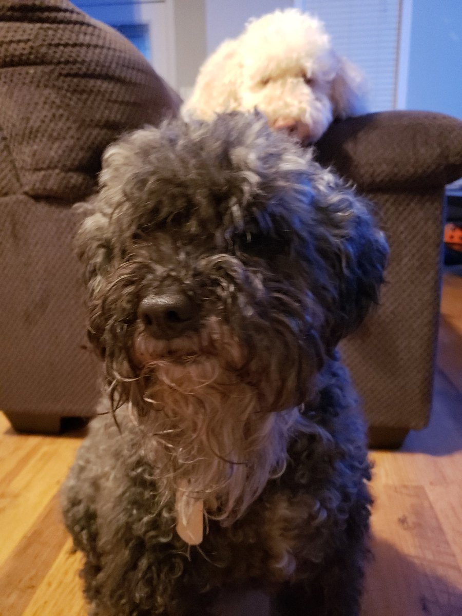 taraethan's tweet photo. @TwoPucketts Its our Barkley's 10th today...will give him an extra hug from you! https://t.co/0NWHiZ9eHH