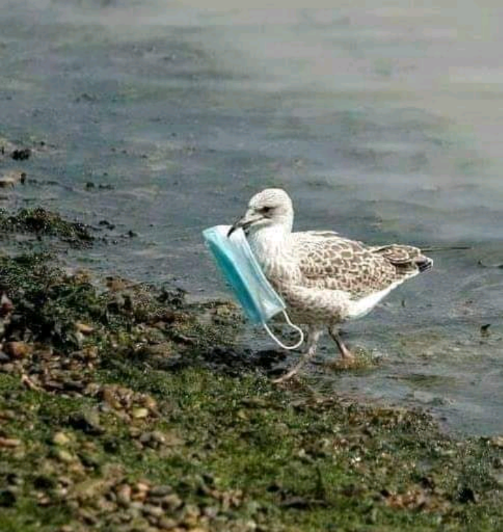 Mosesnoah254's tweet photo. Succeeding Pandemic is arising and it's more dangerous with long term impact as we try to prevent and control another one. 
#WasteManagement #solidwaste #thinkdiff # sustainability #climatechange #action https://t.co/8ijEF28Ugl