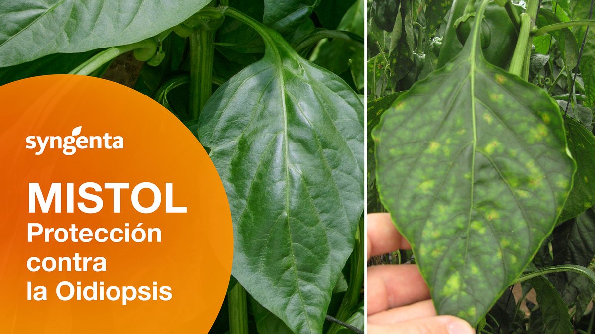 Syngenta_ar's tweet photo. La Oidiopsis (Lt) del pimiento puede generar hasta un 15% de pérdida de rendimiento. El nuevo Mistol es el primer híbrido de Syngenta resistente a (Lt) 💪🛑 Conocé más sobre #Mistol acá https://t.co/KQ5muWnqAp https://t.co/OsoFmZSaxm