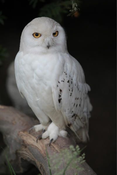 เสียงขีดเขียนกระดาษสิ้นสุดลง เมื่อเฮอร์ไมโอนี่เขียนตัวสุดท้ายของชื่อเธอเสร็จ

นัยน์ตาสีเฮเซลกวาดมองทุกบรรทัด ตรวจทานถึงใจความของจดหมายที่จะส่งไปให้คุณแม่ของเธอ รวมถึงรายละเอียดของชุดราตรีที่หญิงสาวต้องการ

“เฮ้ เฮ็ดวิก!”