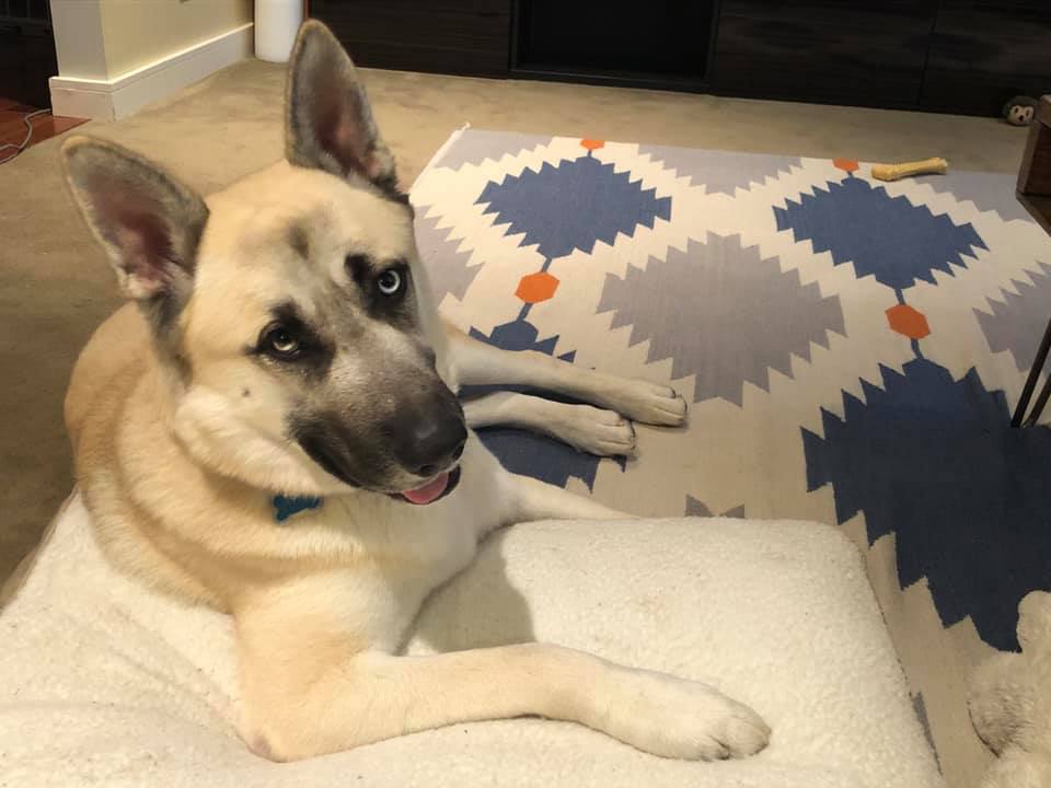 Fauci enjoying the sand. Oscar is in the holiday spirit (also ears ). Felix is getting ready to steal your girl. And Blake is grinning ear to ear in his forever home.