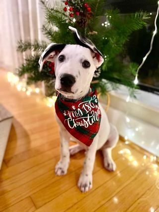 Fauci enjoying the sand. Oscar is in the holiday spirit (also ears ). Felix is getting ready to steal your girl. And Blake is grinning ear to ear in his forever home.