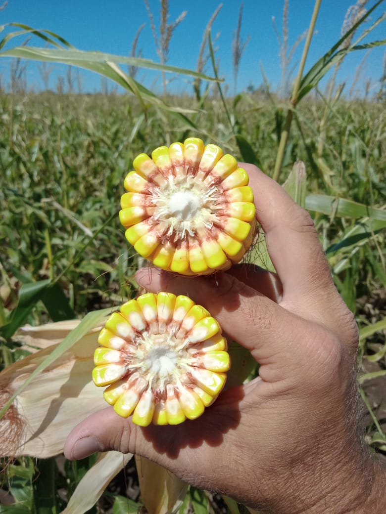 Sem_Illinois's tweet photo. 📸Híbrido #I550 💯
📌Mercedes, Corrientes.
#Illinois - @YPFAgro https://t.co/VDFujWtIoR
