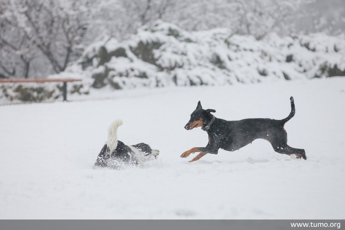 tumocenter's tweet photo. Some images from a snowcapped TUMO Park to brighten up your Wednesday ☃️🐶 https://t.co/6qkFuadAau