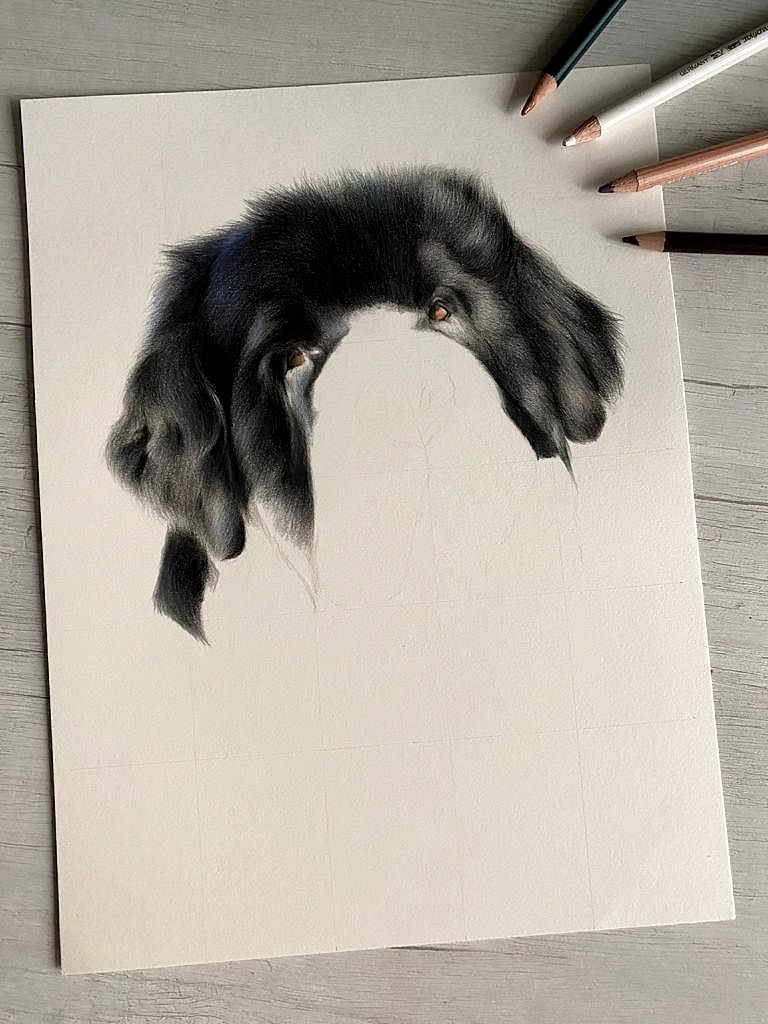 Progress on Cesare's portrait!
Drawing black fur is not so easy, I use many tones of blue and purple for a vibrant black 🎨

#petportrait #coloredpencils #commissionsopen #dogart #art