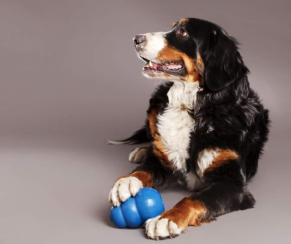 #ColdWeather can mean your #Pet is spending more time indoors and less time playing #PetExpertTip from #BosleysOakBay : Try treat-dispensing interactive toys to keep your pet engaged and having fun and come see us at 2154 #OakBayAve for more options #OakBayBosleys #Localstore