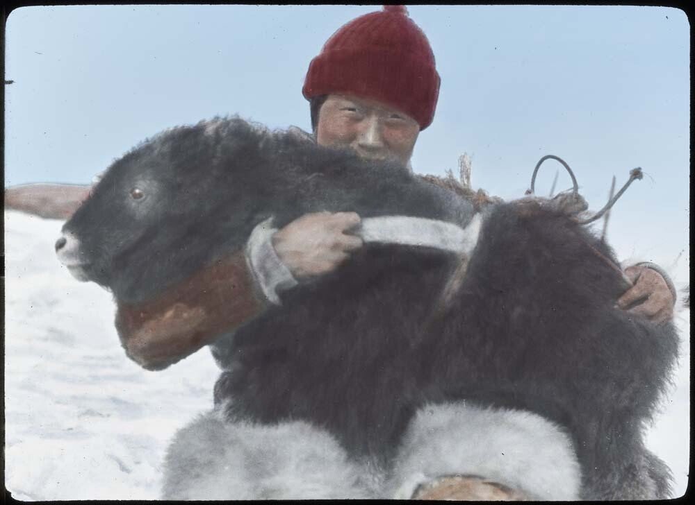 There are a truly phenomenal amount of amazing photos, many in colour, from this expedition, of landscapes, wildlife, people and animals  https://arcticcollections.bowdoin.edu/objects-1/portfolio?records=12&query=Portfolios%3D%22540%22