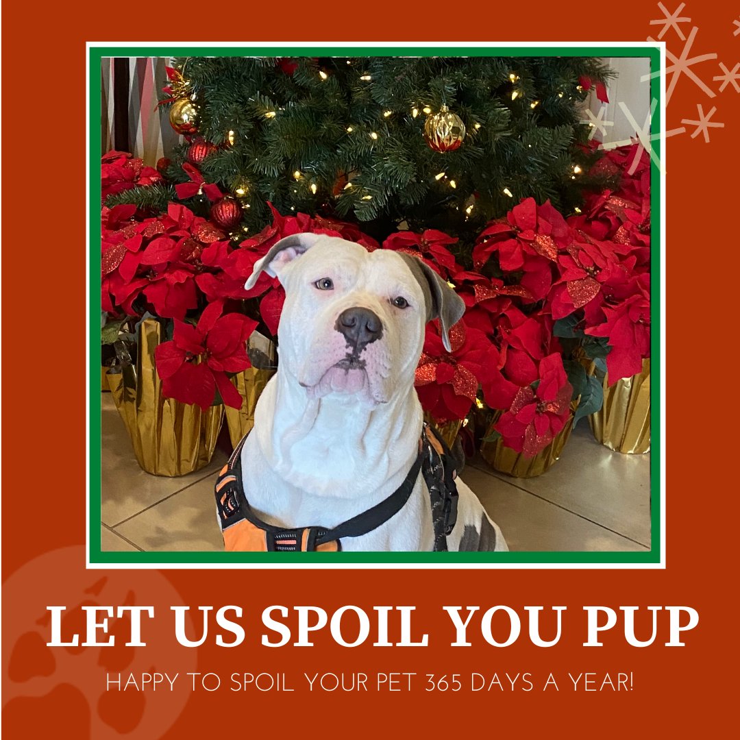 BrooklynBark's tweet photo. There are just a few days left before Christmas is here. As you wrap those final presents and bake just one more batch of cookies, remember to make sure your furbaby is scheduled for their holiday time with Brooklyn Bark!

https://t.co/N3BiSv2rJG https://t.co/psQuOXfyqs