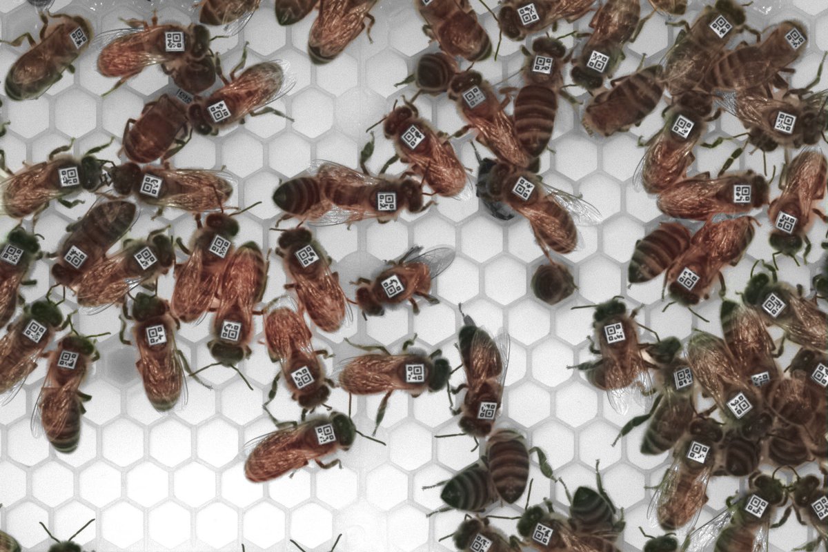 A fun collaborative study with the Robinson lab on using AI to predict social interactions and gene regulation in #honeybee colonies just got published in eLife #MachineLearning  elifesciences.org/articles/62850