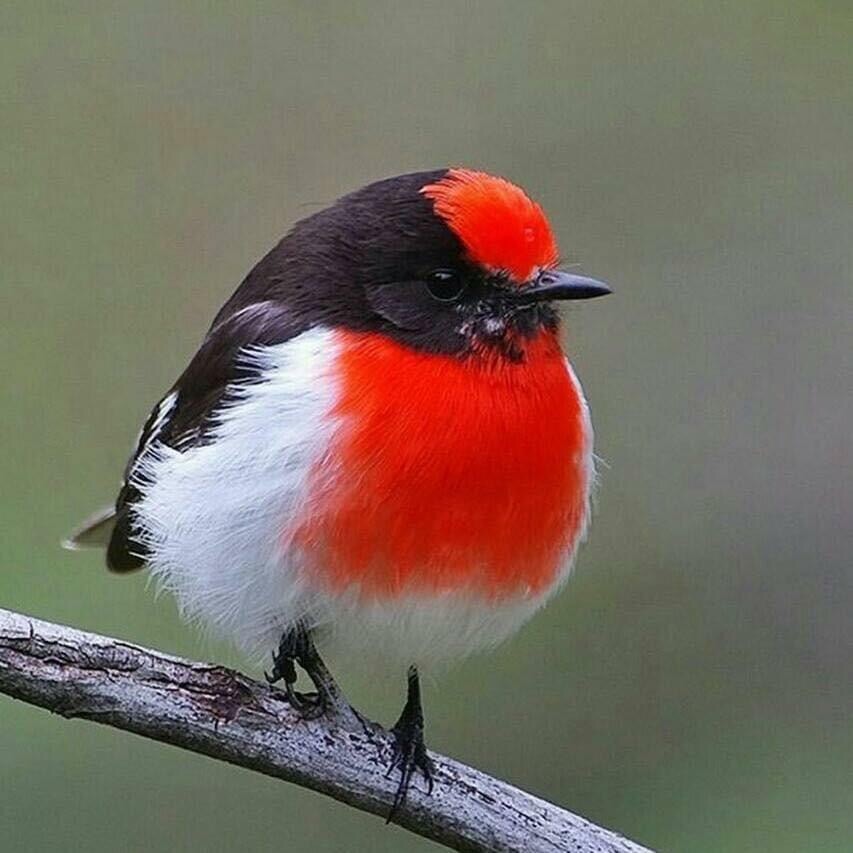 jean inness tweet media