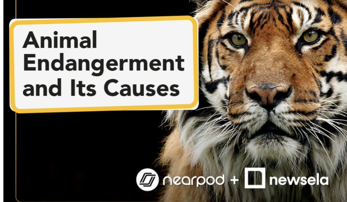 Newsela's tweet photo. Learn about endangered species with Newsela’s high-interest content - then explore their natural habit with @nearpod’s VR experiences. Now that’s powerful #edtech partnership.

Explore the lesson library 👉 https://t.co/eNqpOlAe1P https://t.co/EBUh4JsOaD