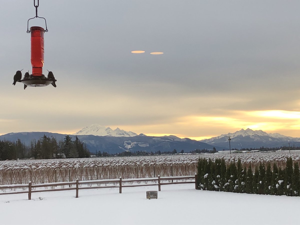 timmark68bird's tweet photo. Morning coffee for the hummingbirds. https://t.co/OrCIgCs7Wd
