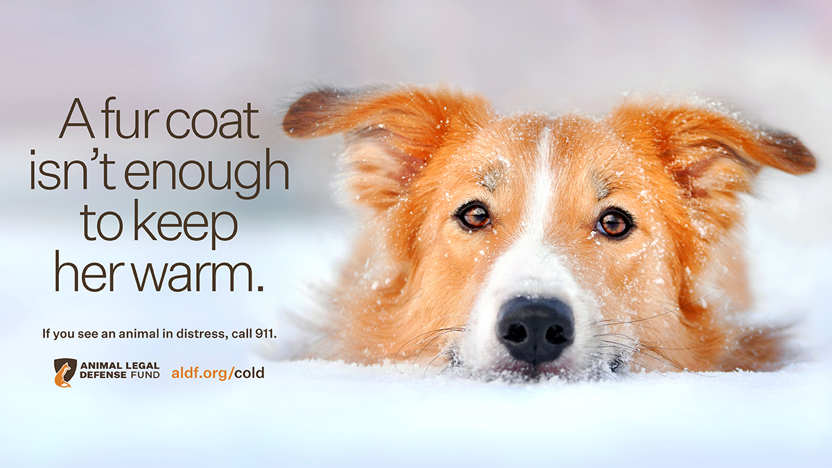 What Temperature Can Dogs Freeze To Death