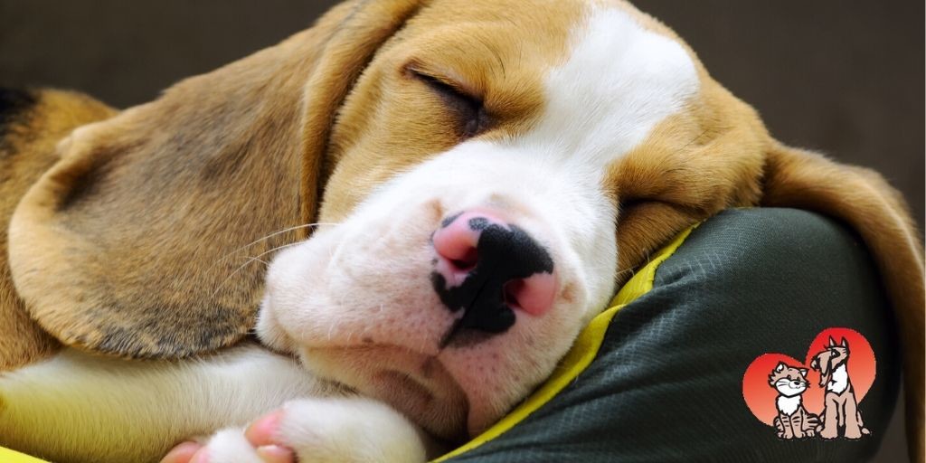 DunedinAMC's tweet photo. Boarding Bliss! At DAMC's Pet Resort your pets are snuggly, safe &amp; sound! Reserve a spot for your dogs &amp; cats at DAMC's Pet Resort! 
Open every day from 6:30 AM to 8:00 PM
Call us at (727) 738-2273 https://t.co/mTOskDibbz