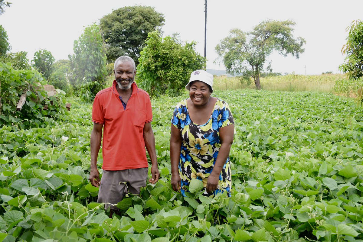 If not practiced sustainably, agriculture can take a heavy toll on the environment. 
In 2020, <a href="/CIMMYT/">CIMMYT</a> and partners worked with smallholder farmers across the globe to increase their adoption of a diverse range of conservation agriculture practices: bit.ly/386ZWYg