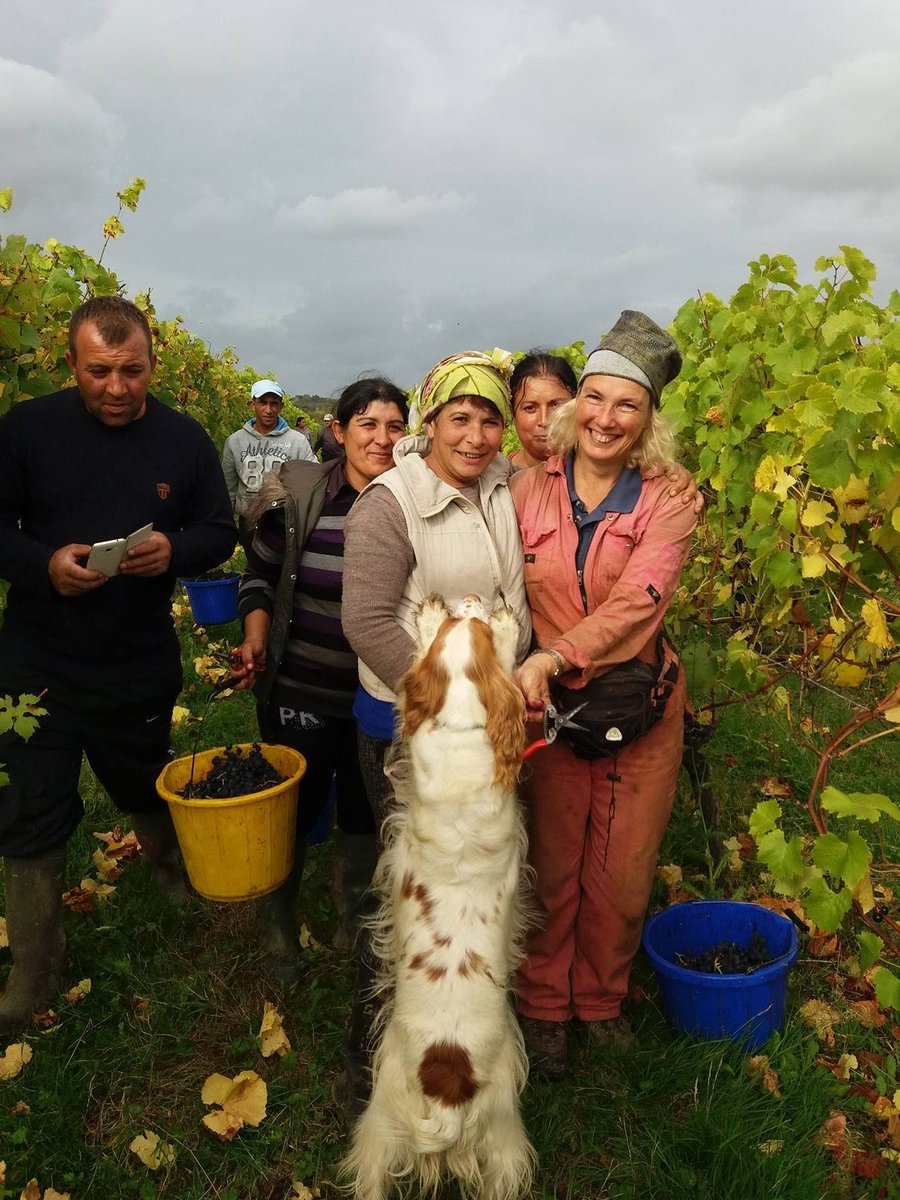 nicolanicholas's tweet photo. @spskelton Here is Melbourne stopping us picking grapes..   I'm the one in the pink boiler suit 😁 https://t.co/OtjLxfYgCd
