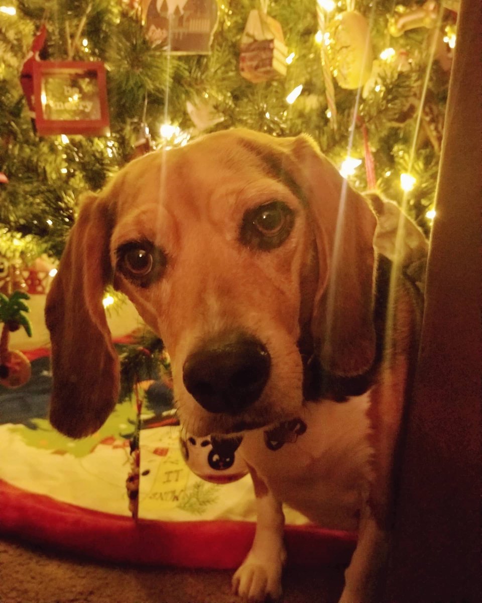 ThatPupZoey's tweet photo. I'm a present🎀🎁😊🎄🐾
#christmas #present #thebestpresent #beagle #dogsoftwitter #thatpupzoey https://t.co/IUIXI7A0yM