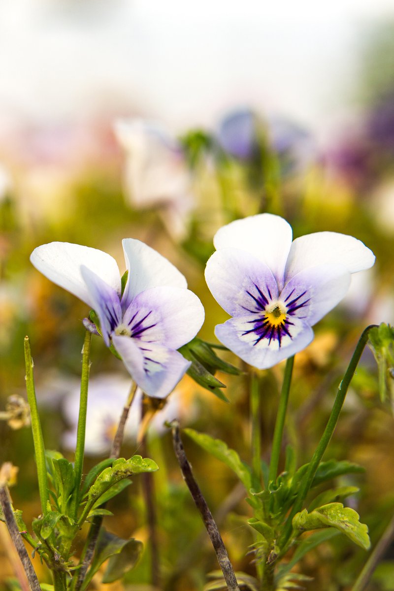 can_garus's tweet photo. La tierra es agradecida, y sólo el amor la hace florecer. ❤🌿 #CanGarus #microbrotes #microverduras #microhortalizas #verdurasbaby #edibleflowers #delicatessen #agriculturasostenible #km0 #microgreens #comidasaludable #empordafoodie #catalunya_foodies #cheflife https://t.co/uFKBKRURVw