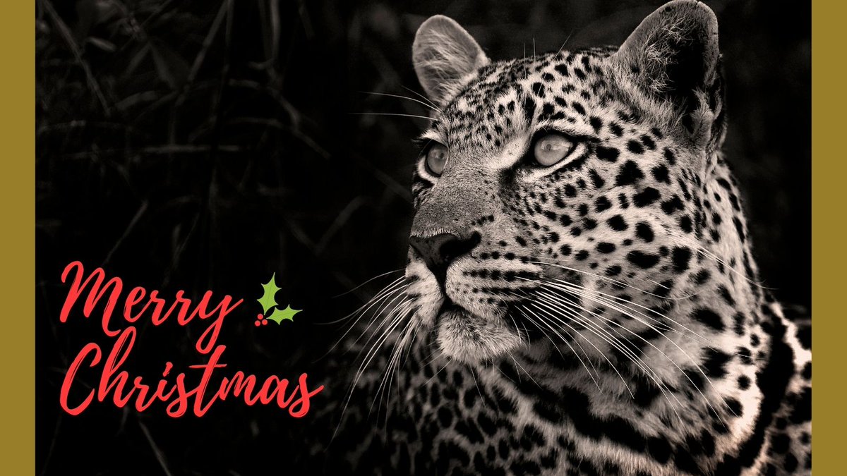 WildlifeVetsInt's tweet photo. The WVI team wishes you a Merry Christmas and a prosperous New Year. Stay safe and let's hope for a happier 2021. With exciting times ahead for WVI, we hope you'll stay with us on the journey to help wildlife survive and thrive.
#TrainingVets #ControllingDisease #SavingSpecies https://t.co/wsHG9MBfuA