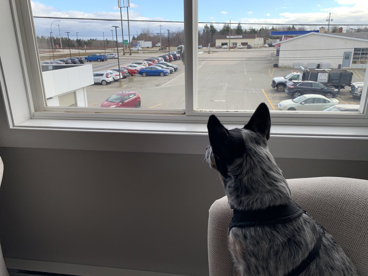 Blue has been keeping a watch out for the carrier in the hopes of spotting our first 2021 F-150.  May have some good news for Blue soon....stay tuned! #2021fordf150 #f150