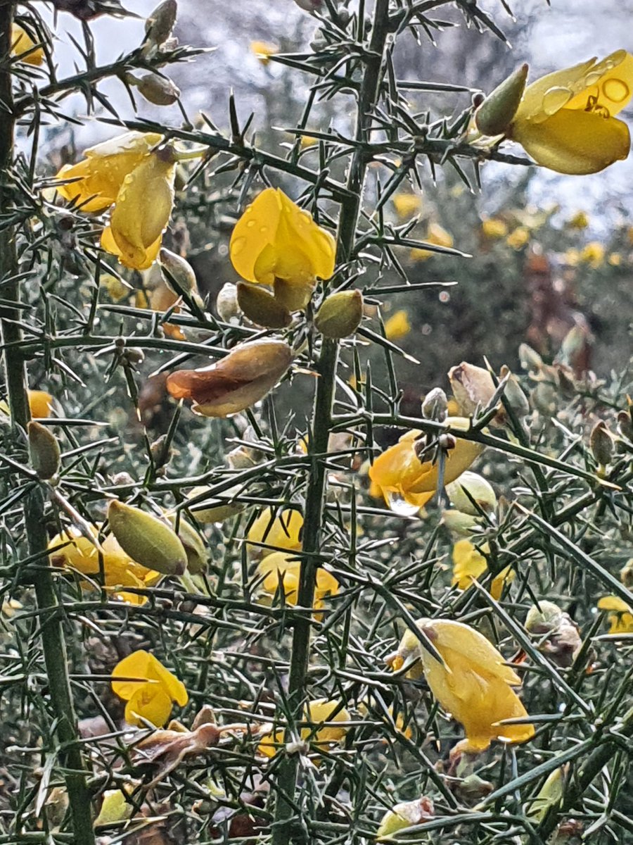 Helen swims in a wetsuit - it is the first year coldwater swimming for both of us. Alongside some tears where she had snagged her nails, it looked like the shoulders on her suit were perishing a bit. So she sent a photo to the manufacturers  @Zone3official to ask for help